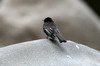 Black Phoebe (Sayornis nigricans) - Peru