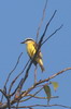 Great Kiskadee (Pitangus sulphuratus) - Peru