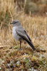 Taczanowski's Ground-tyrant (Muscisaxicola griseus) - Peru