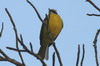 Social Flycatcher (Myiozetetes similis) - Mexico