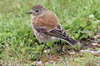 Lessonie noire (Lessonia rufa) - Argentine