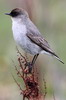 Dormilon bistré (Muscisaxicola maclovianus) - Argentine