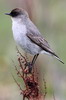 Dormilon bistr (Muscisaxicola maclovianus) - Argentine