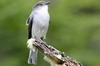 Fire-eyed Diucon (Xolmis pyrope) - Argentina