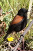 Austral Negrito (Lessonia rufa) - Argentina