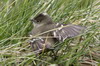 Elnie  cimier blanc (Elaenia albiceps) - Argentine