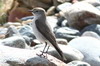 White-browed Ground-tyrant (Muscisaxicola albilora) - Argentina