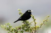 Spectacled Tyrant (Hymenops perspicillatus) - Argentina