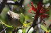 Elnie  cimier blanc (Elaenia albiceps) - Argentine