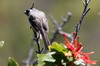 Taurillon msange (Anairetes parulus) - Argentine