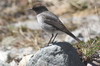 Dark-faced Ground-tyrant (Muscisaxicola maclovianus) - Chile