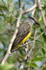 Tropical Kingbird (Tyrannus melancholicus) - Argentina