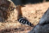 Madagascar Hoopoe (Upupa marginata) - Madagascar