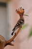 Common Hoopoe (Upupa epops) - Egypt