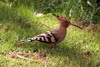 Huppe fascie (Upupa epops) - Egypte