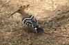 Common Hoopoe (Upupa epops) - India