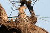 Common Hoopoe (Upupa epops) - Ethiopia