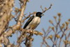 Lafresnaye's Vanga (Xenopirostris xenopirostris) - Madagascar