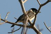 Vanga de Lafresnaye (Xenopirostris xenopirostris) - Madagascar