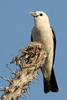 White-headed Vanga (Artamella viridis) - Madagascar