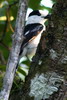 Hook-billed Vanga (Vanga curvirostris) - Madagascar