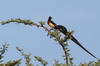 Long-tailed Paradise-whydah (Vidua paradisaea) - Ethiopia