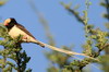 Straw-tailed Whydah (Vidua fischeri) - Ethiopia