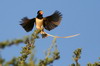 Straw-tailed Whydah (Vidua fischeri) - Ethiopia