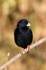 Village Indigobird (Vidua chalybeata) - Ethiopia