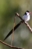 Pin-tailed Whydah (Vidua macroura) - Ethiopia