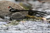 Pin-tailed Whydah (Vidua macroura) - Ethiopia