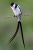 Veuve dominicaine (Vidua macroura) - Afrique du Sud