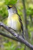 Vir�o aux yeux blancs (Vireo griseus) - Etats-Unis