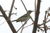 Black-whiskered Vireo (Vireo altiloquus) - Cuba