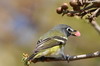 Viro  tte bleue (Vireo solitarius) - Mexique