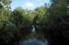 Roumanie - Delta du Danube - Canal troit