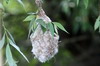 Roumanie - Delta du Danube - Nid de rmiz penduline