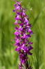 Roumanie - Caraorman - Orchis des marais