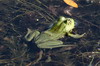 Roumanie - Delta du Danube - Grenouille verte