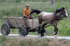 Roumanie - Vadu - Charrette à cheval