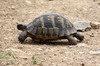 Roumanie - Parc Nat des Montagnes Macin - Tortue