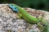 Roumanie - Parc Nat des Montagnes Macin - Lézard vert mâle