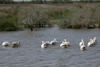 Le Sénégal des savanes au Siné-Saloum - Parc National des Oiseaux du Djoudj - Pélicans blancs