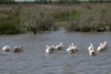 Le Sngal des savanes au Sin-Saloum - Parc National des Oiseaux du Djoudj - Plicans blancs