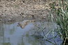 Le Sngal des savanes au Sin-Saloum - Parc National des Oiseaux du Djoudj - Crocodile