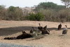 Le Sngal des savanes au Sin-Saloum - Route Saint-Louis - Dakar - Vautours sur une carcasse de cheval