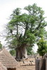 Le Sngal des savanes au Sin-Saloum - Iwol - La place du village