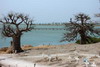Le Sénégal des savanes au Siné-Saloum - Joal-Fadiouth - Baobabs et cimetière