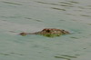 Sri Lanka - Parc National Uda Walawe - Crocodile des marais