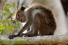 Sri Lanka - Parc National Uda Walawe - Jeune macaque à toque